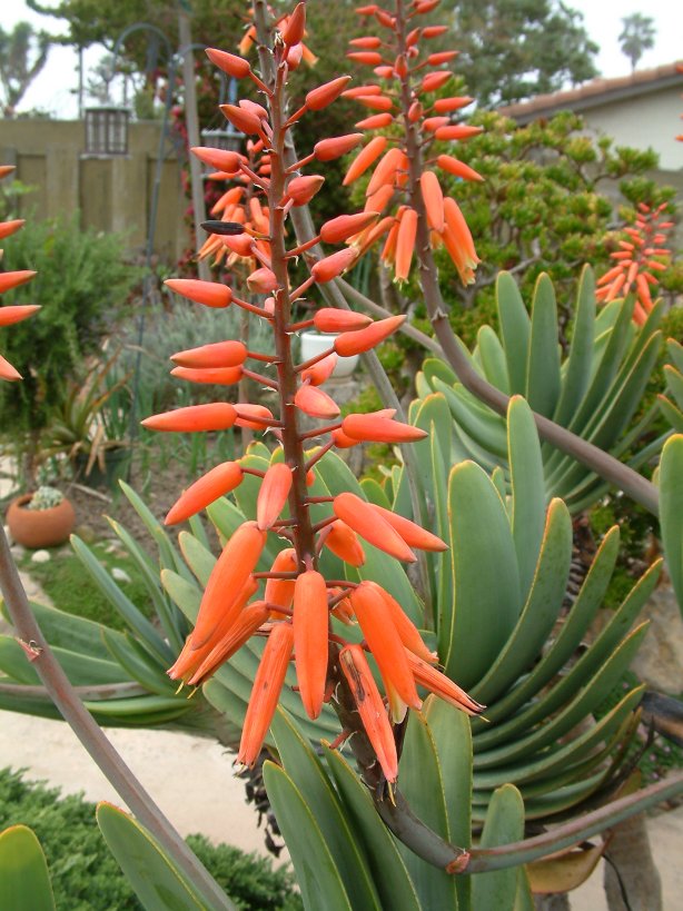 Aloe plicatilis