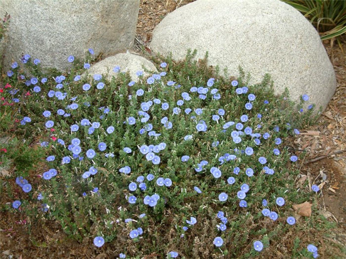 Plant photo of: Convolvulus sabatius