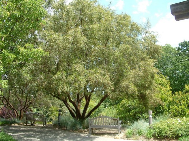 Rhus lancea