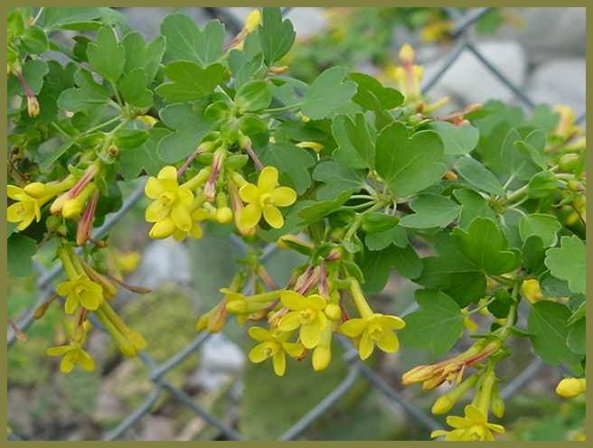 Plant photo of: Ribes aureum