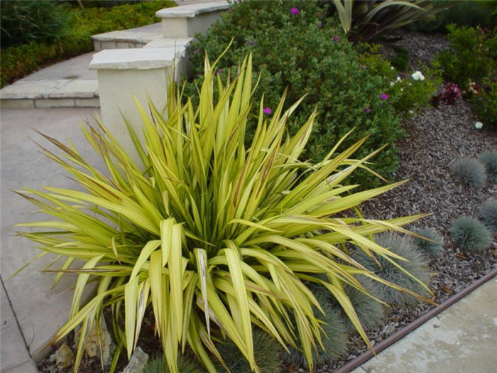 Yellow Wave Flax