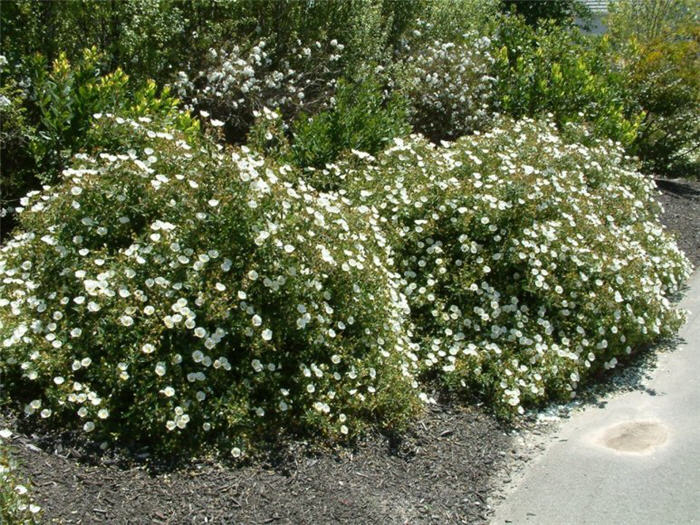 Plant photo of: Cistus X hybridus