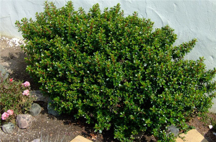 Dwarf Escallonia