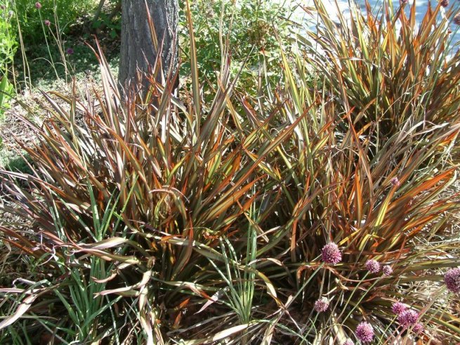 Jack Spratt New Zealand Flax