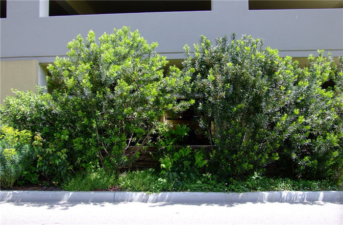 Pacific Wax Myrtle