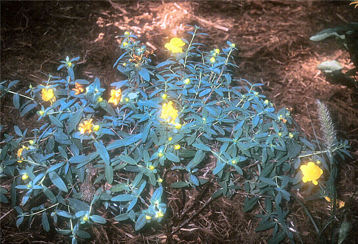 Sunburst Hypericum