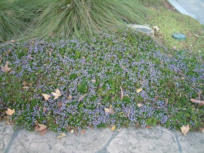 Scaevola 'Mauve Clusters'