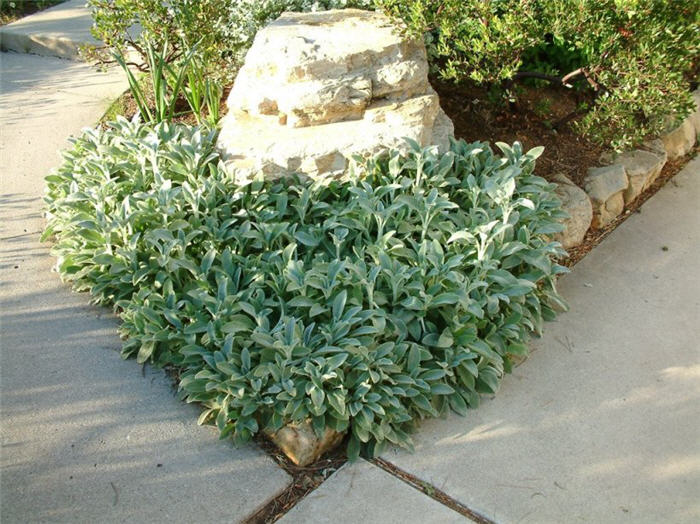 Plant photo of: Stachys byzantina