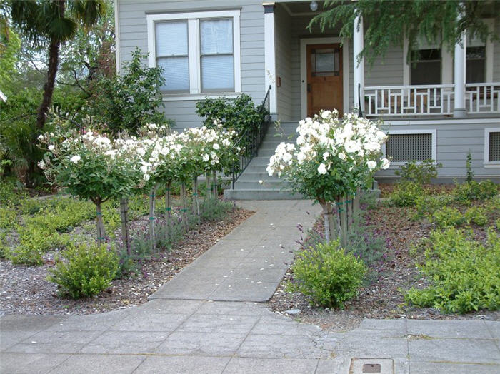 Tree Roses