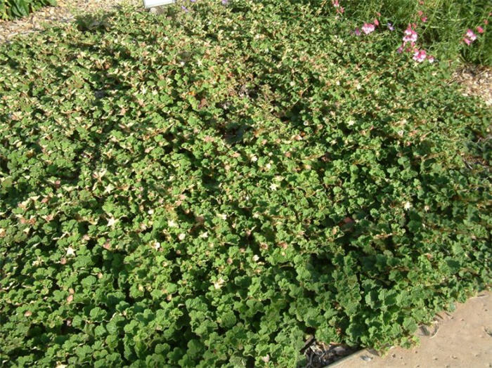 Shore Juniper