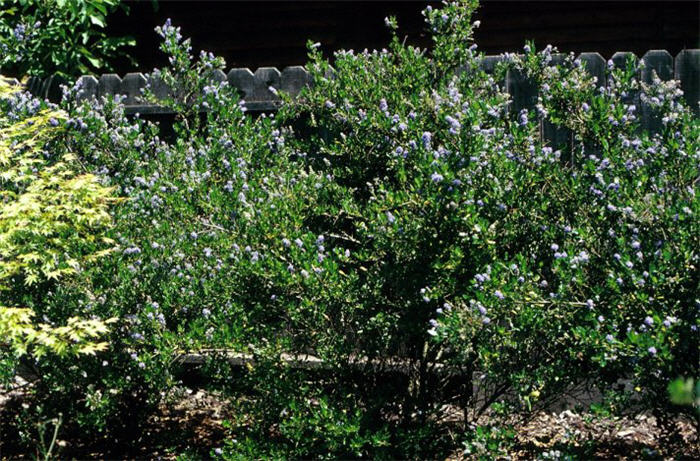 Ceanothus thyrsiflorus 'Skylark'