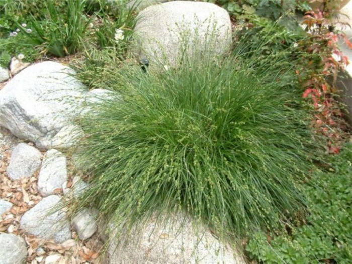 California Meadow Sedge