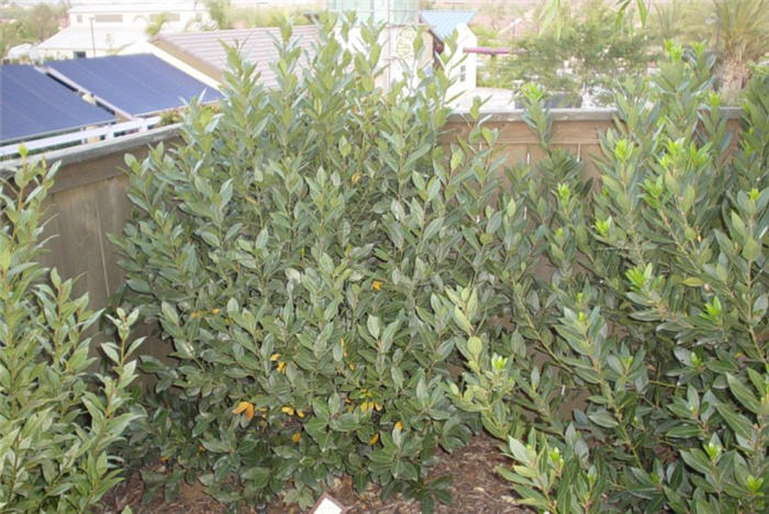 Laurus nobilis 'Saratoga'