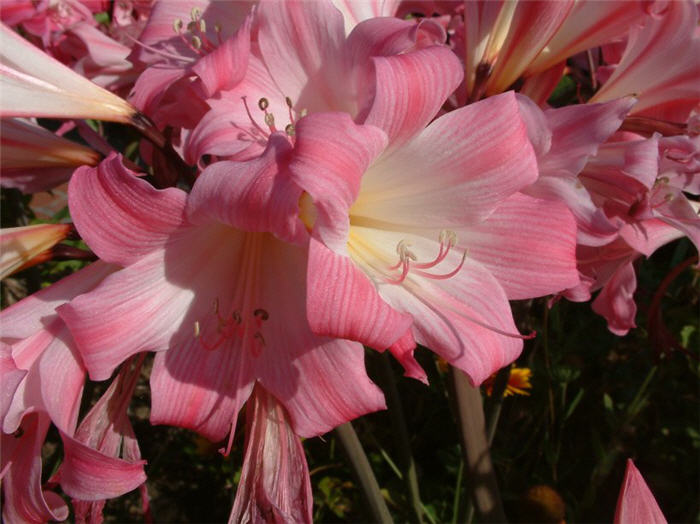 Belladonna Lily, Naked Lady