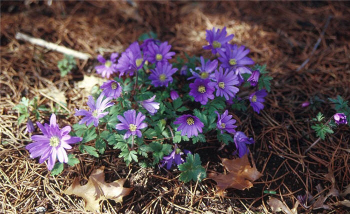 Windflower Anemone