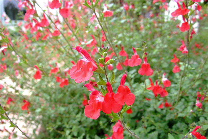 Plant photo of: Salvia greggii 'Red Star'