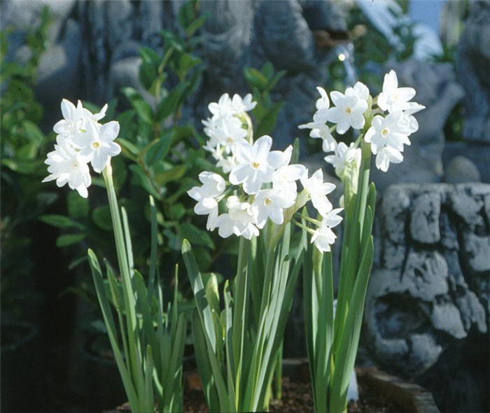 Plant photo of: Narcissus  Assorted Varieties