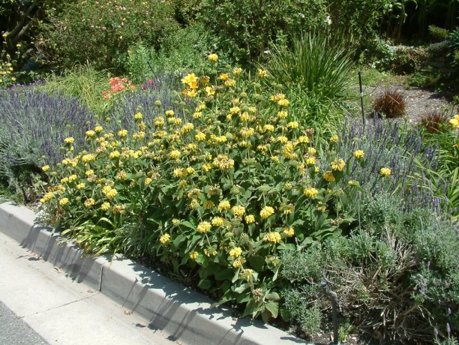 Phlomis fruticosa