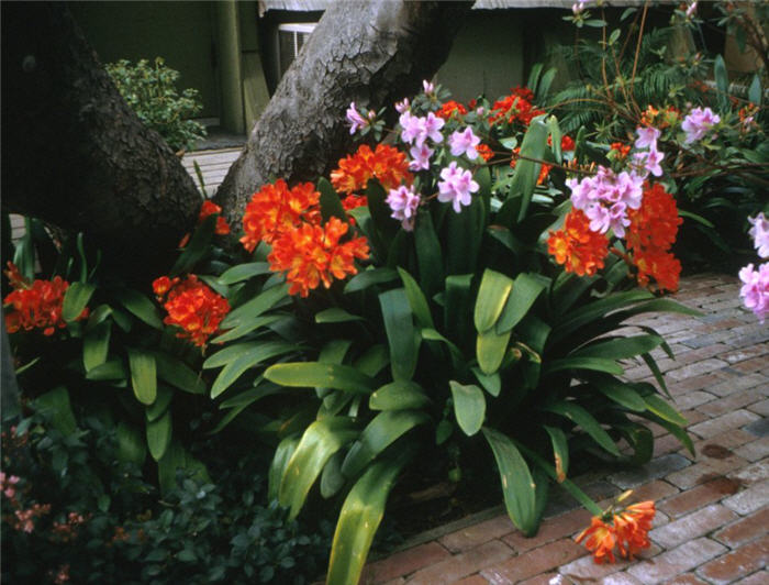 Kafir Lily, Clivia