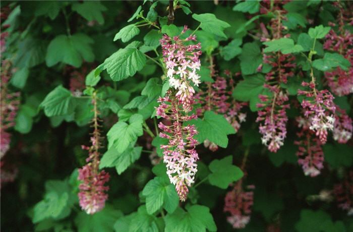 Ribes sanguineum glutinosum