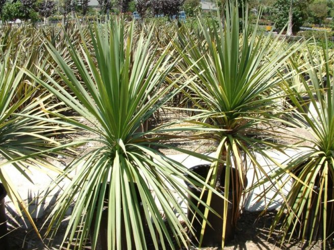 Cordyline indivisa