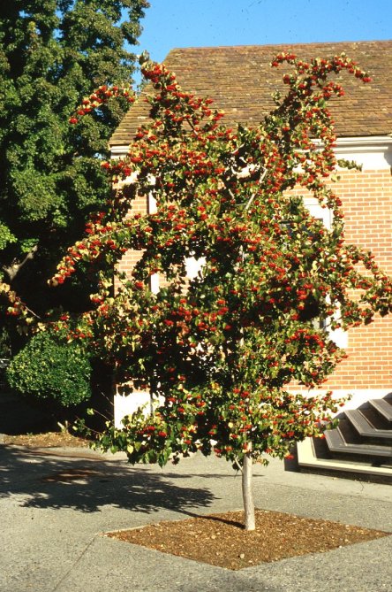 Crataegus phaenopyrum