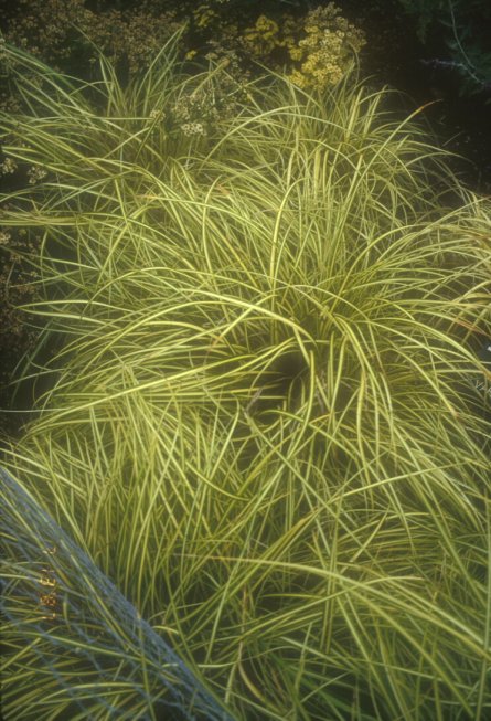 Tussock Sedge