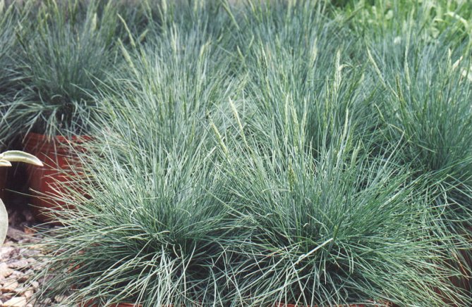 Festuca glauca 'Elija Blue'