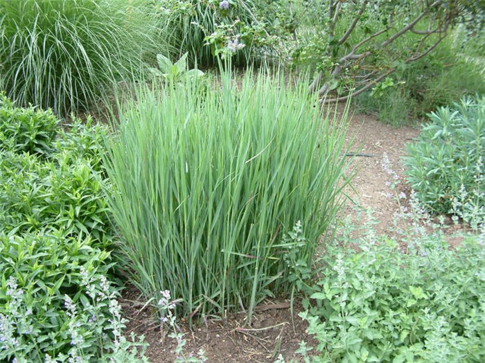 Panicum virgatum 'Heavy Metal'