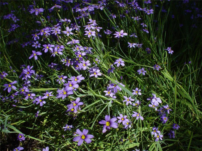 Blue-Eyed Grass