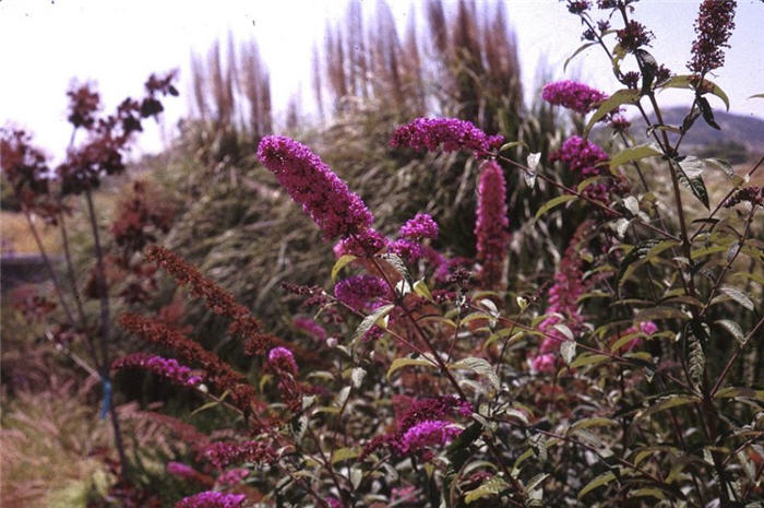 Plant photo of: Buddleja davidii