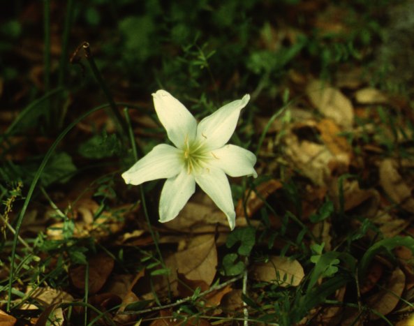 Zephyr Flower