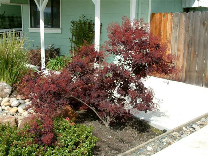 Plant photo of: Cotinus coggygria 'Purpureus'