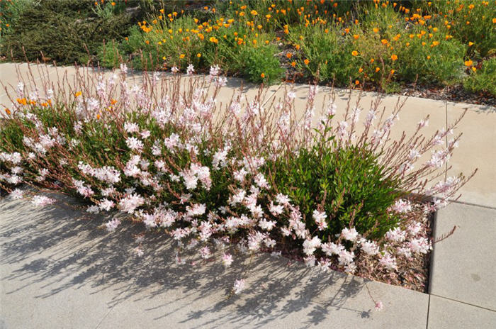 Plant photo of: Gaura lindheimeri 'Whirling Butterflies'