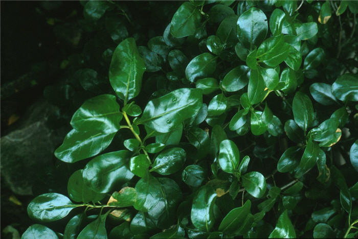 Coprosma repens