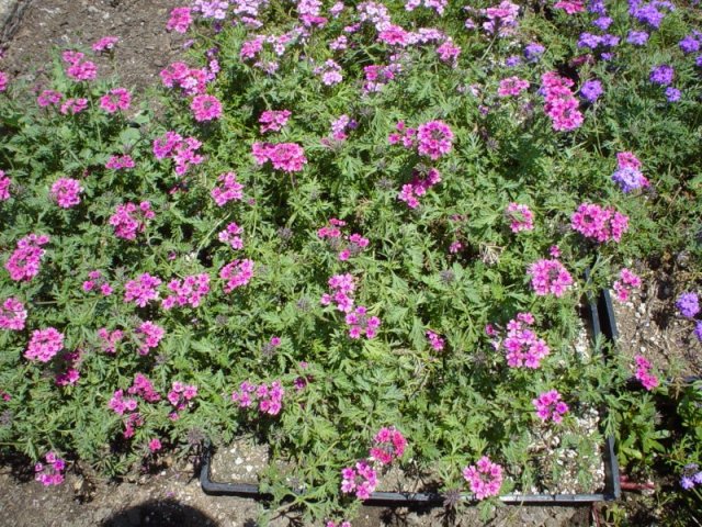 Lipstick Verbena