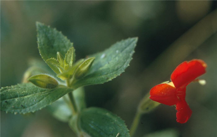 Scarlet Monkey Flower