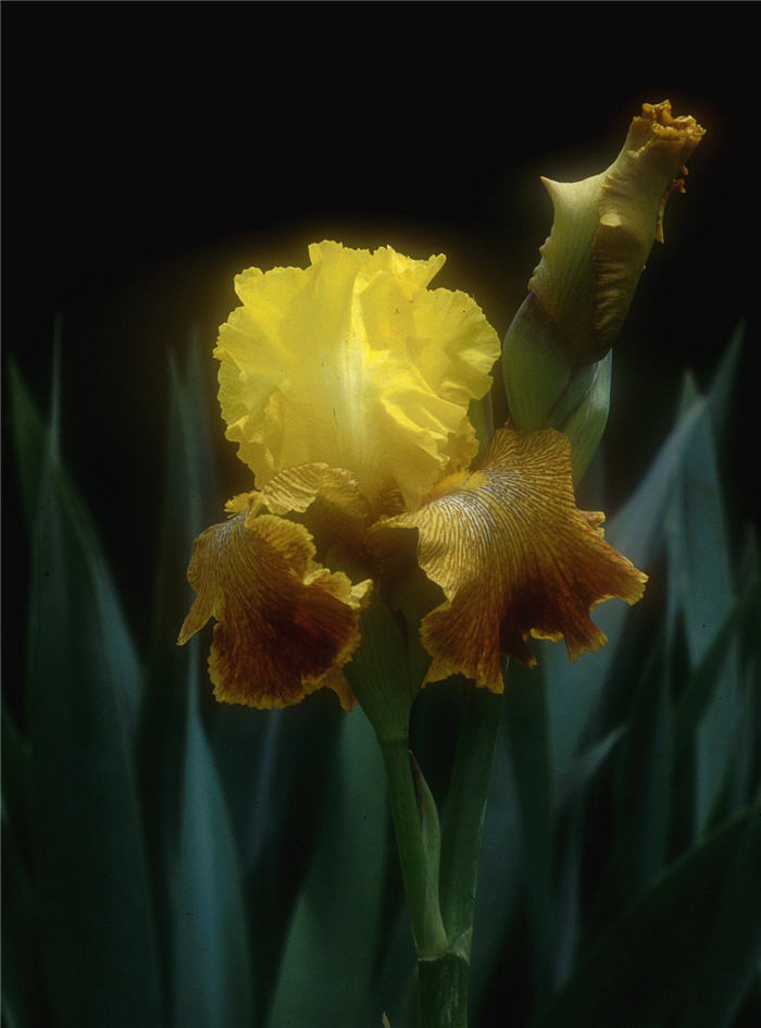 Iris bearded 'Bengal Tiger'