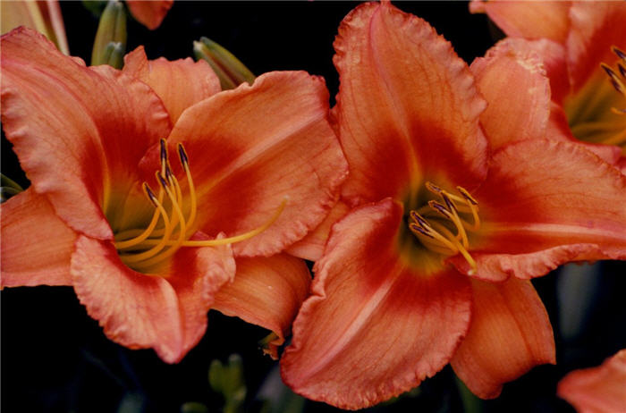 Hemerocallis 'Lee Bea Orange Crush'