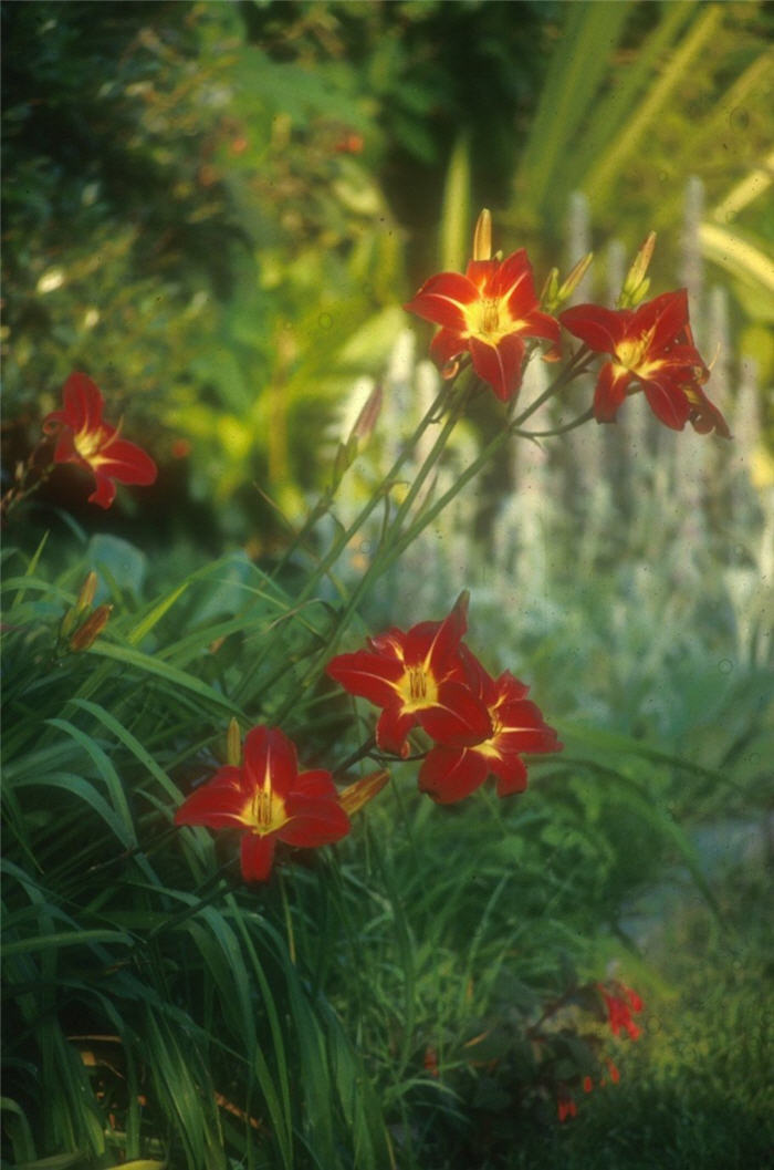 Rojo Alto Hybrid Daylily