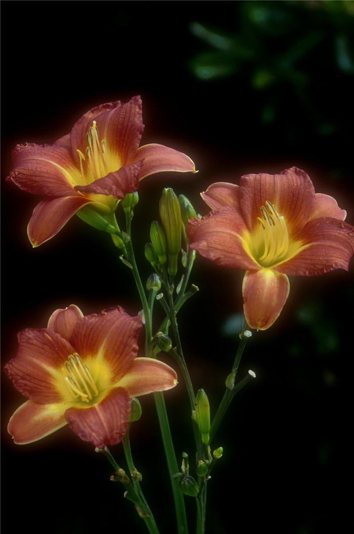 Hemerocallis 'Terra Cotta Baby'