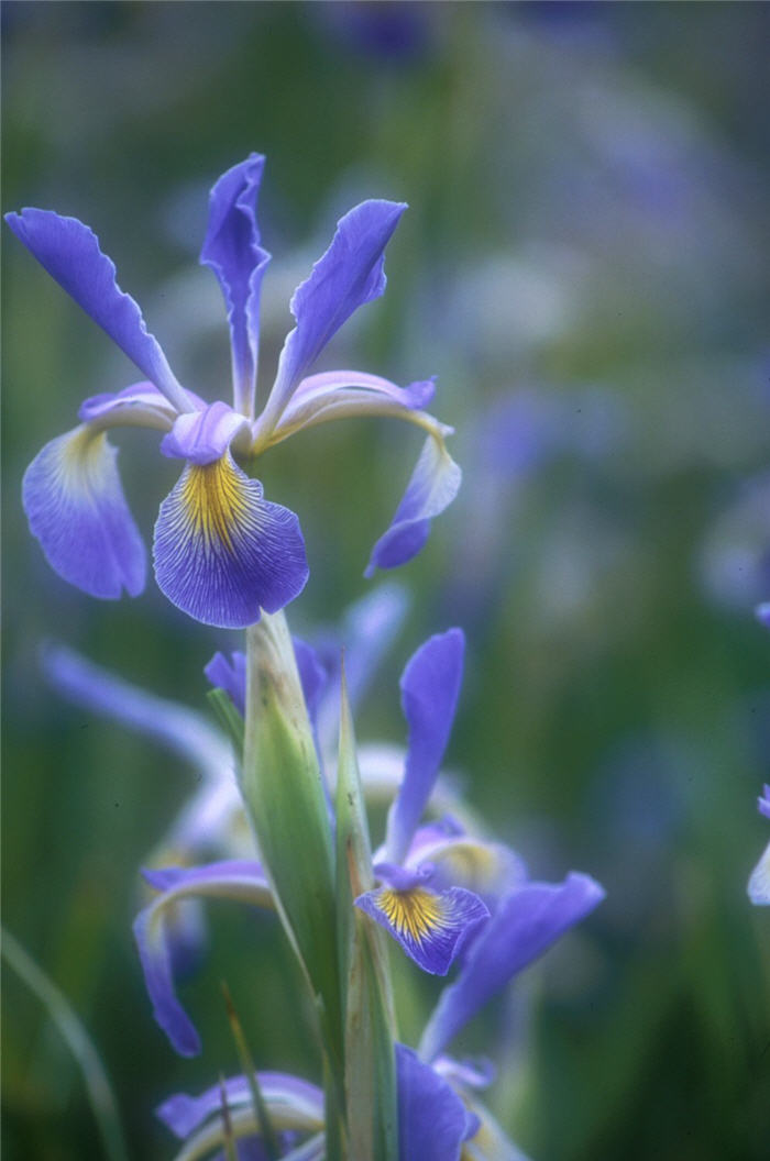 Premier Bearded Iris