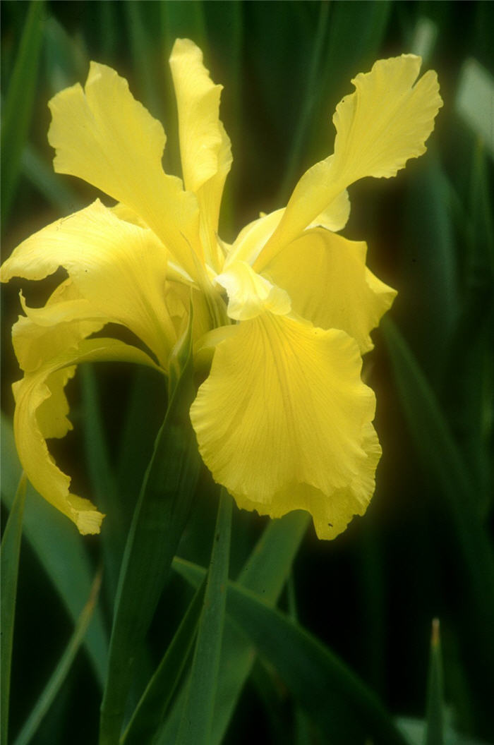 Sun Singer Bearded Iris