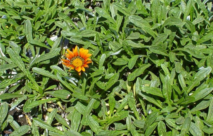 Gazania 'Fiesta Red'