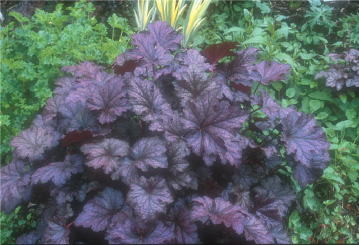 Amethyst Mist Coral Bells