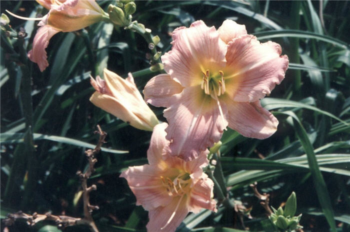 Silk & Heavy Hybrid Daylily