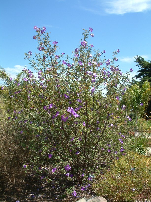 Monterey Bay Blue Hibiscus