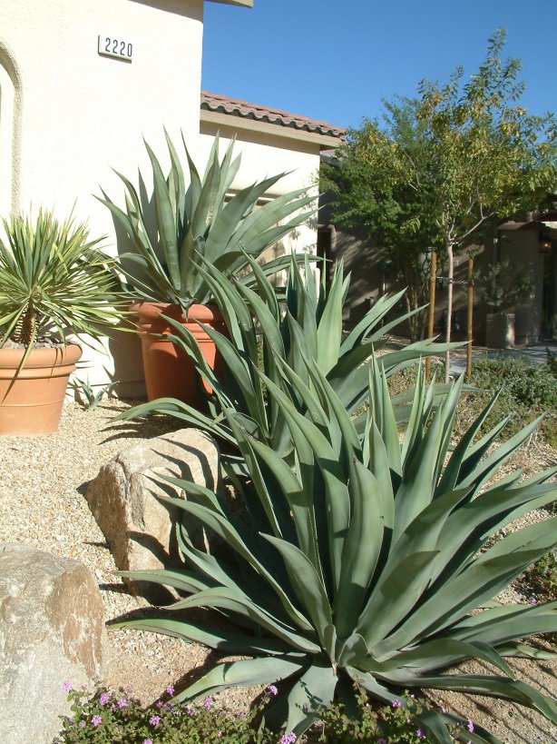 Plant photo of: Agave weberi