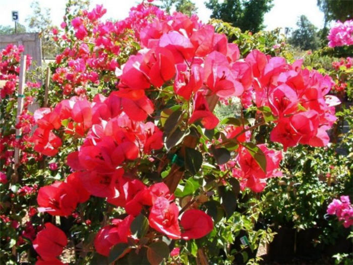 Bougainvillea 'San Diego Red'