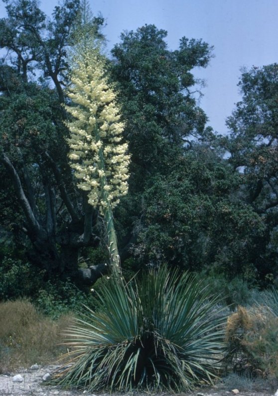 Plant photo of: Yucca filamentosa